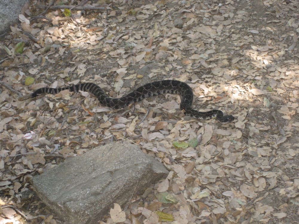 Rattlesnake IMG_4681