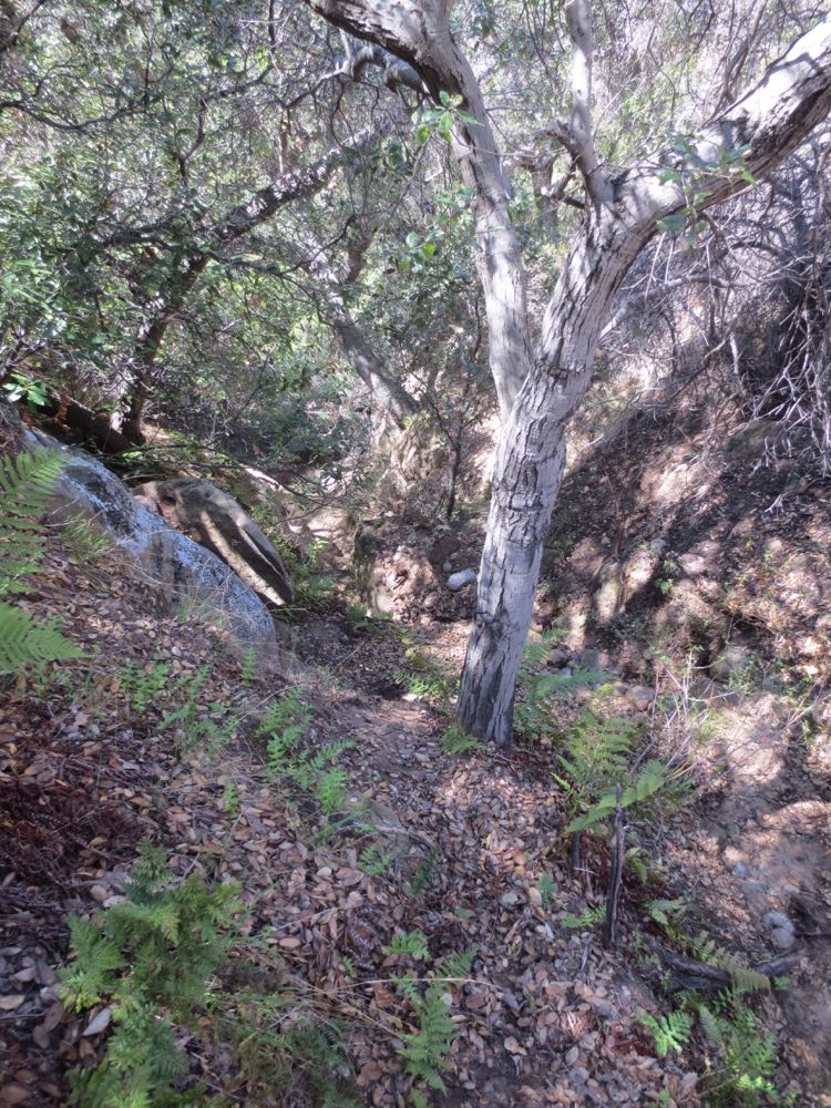 Santa Ynez Canyon Trail 02